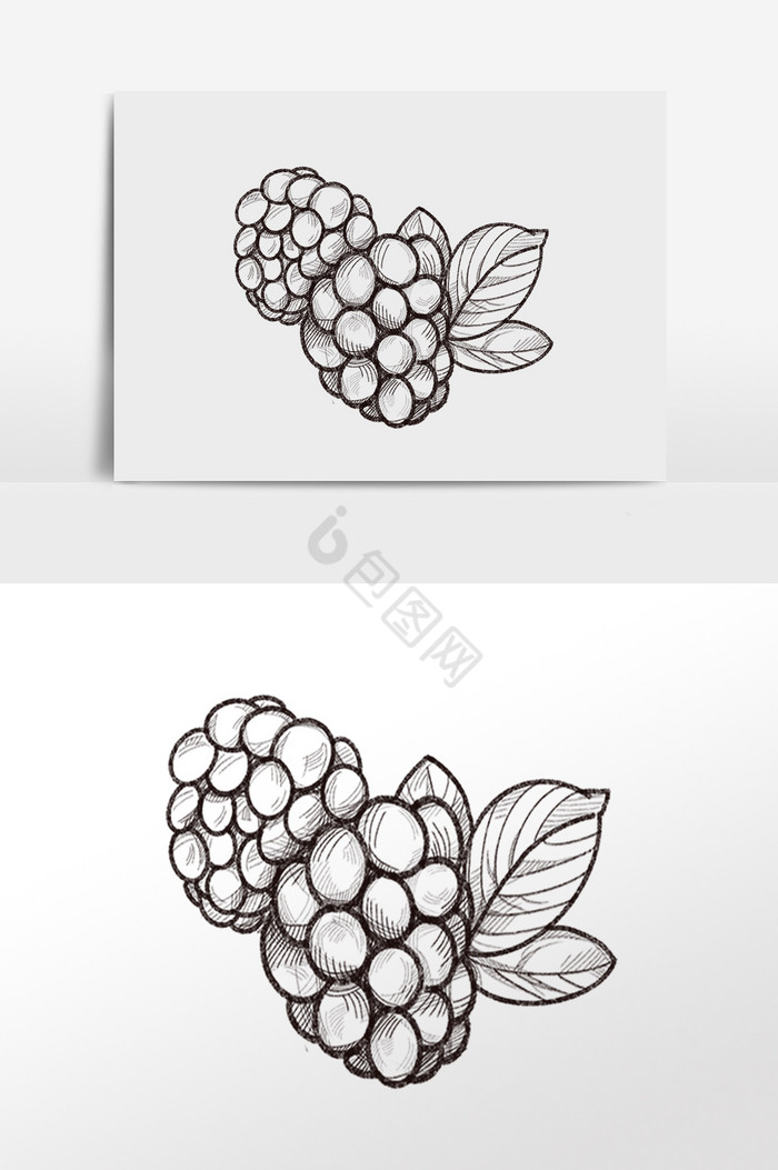 线描素描水果桑葚插画