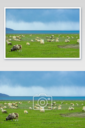 自然大草原牧场羊群