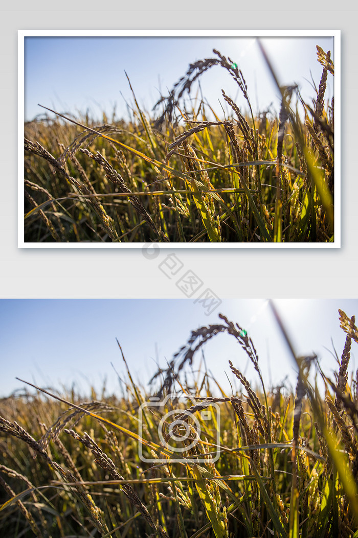 丰收的农作物大米五常大米稻子稻穗图片