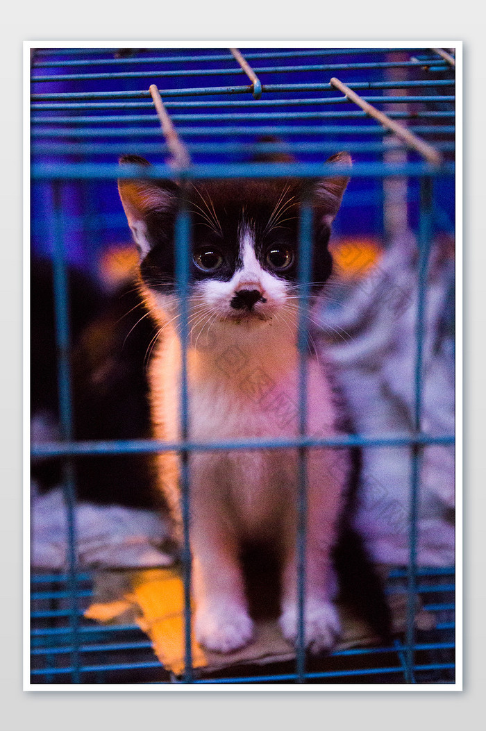 夜市笼子里的可爱小猫图片图片