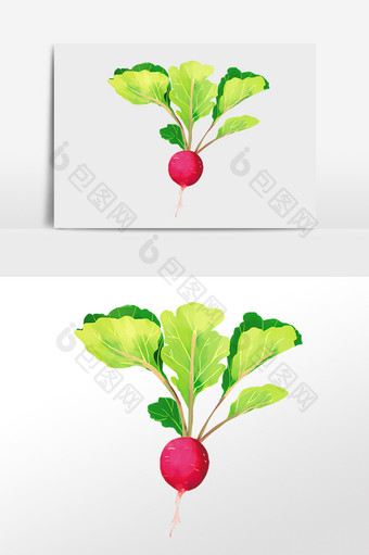 手绘绿色有机蔬菜新鲜水萝卜插画图片