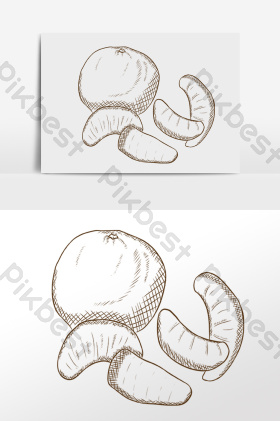 线描素描水果果实橘子插画