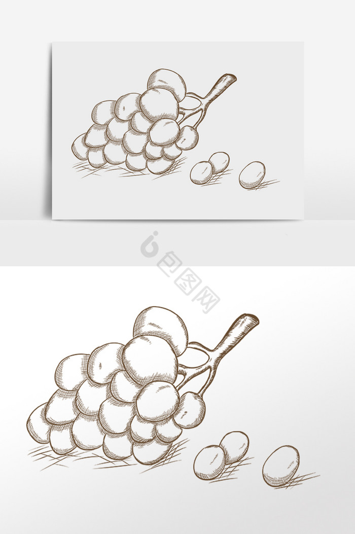 线描素描水果葡萄插画图片