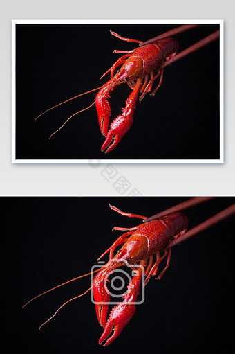 实拍小龙虾黑色片