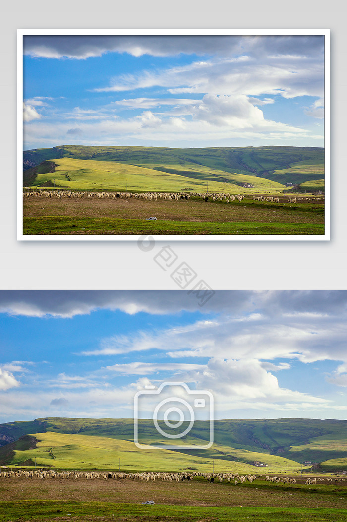 蓝天白云高山草甸羊群图片