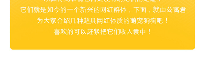 黄色大气精致宠物知识百科app个人中心页