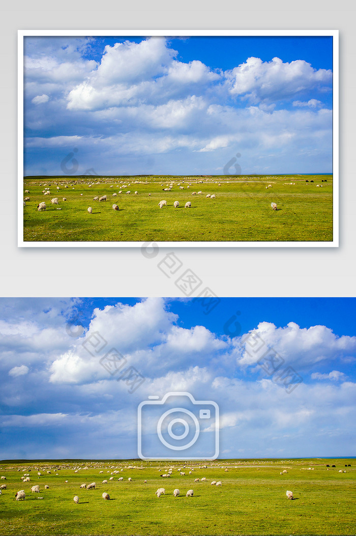 蓝天白云草原羊群图片图片