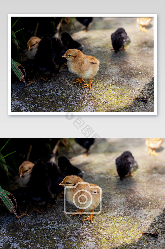 一只可爱的小鸡仔摄影图片图片