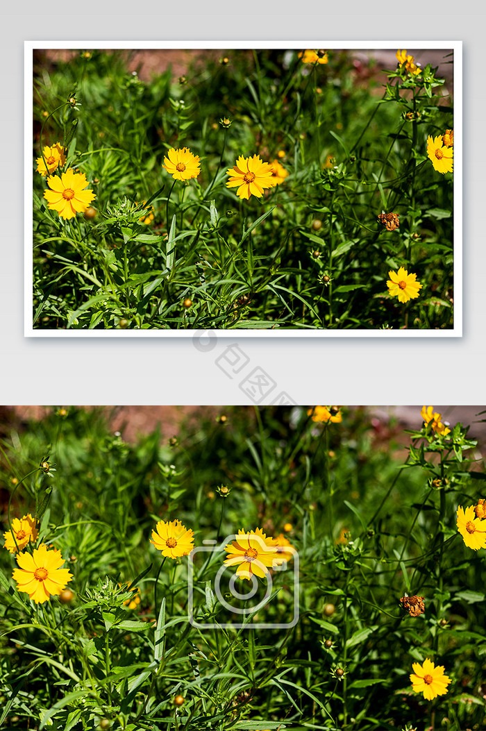 黄色小花金鸡菊摄影图片