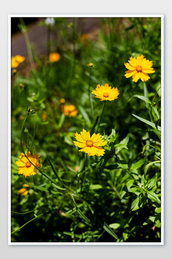 盛开的鲜花金鸡菊摄影图片