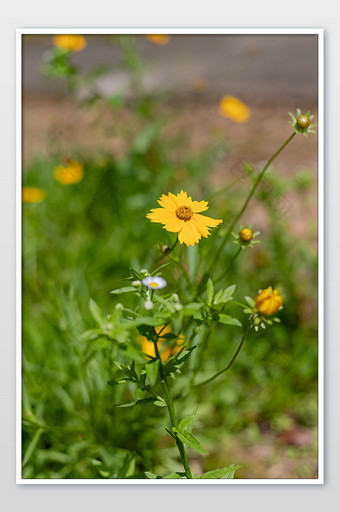 一朵盛开的金鸡菊摄影图片
