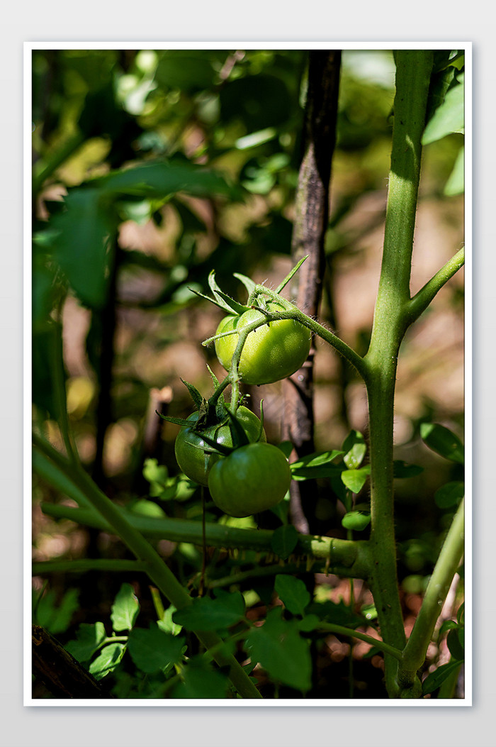 成产期绿色的西红柿摄影图片