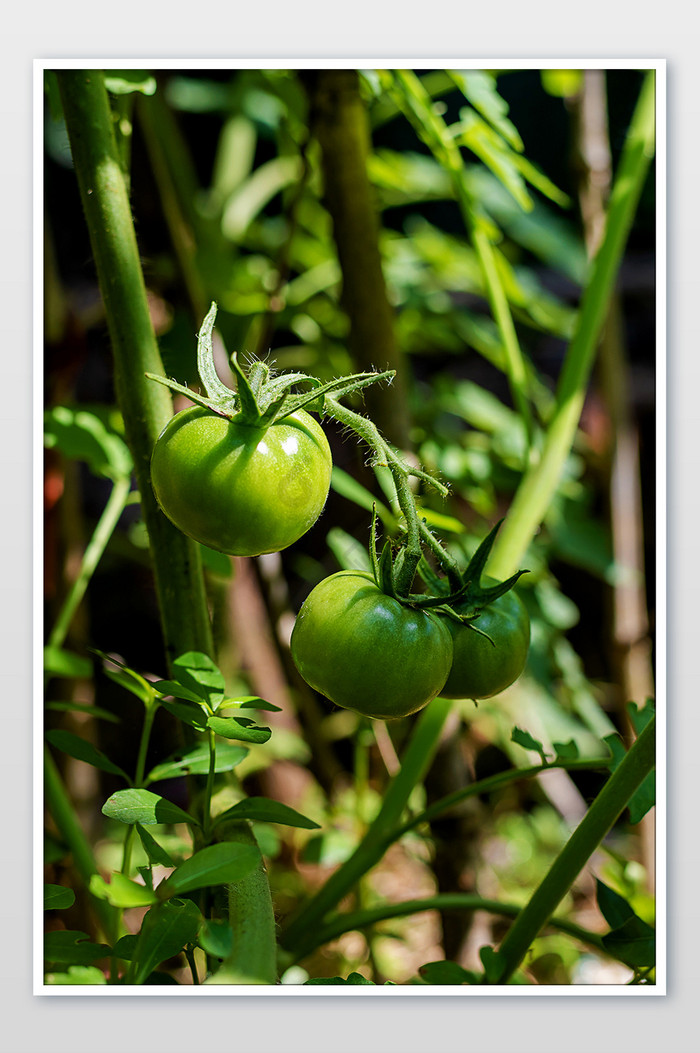 西红柿果蔬图片