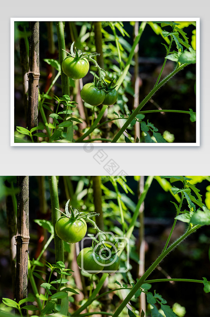 菜地里成长中的西红柿摄影图片