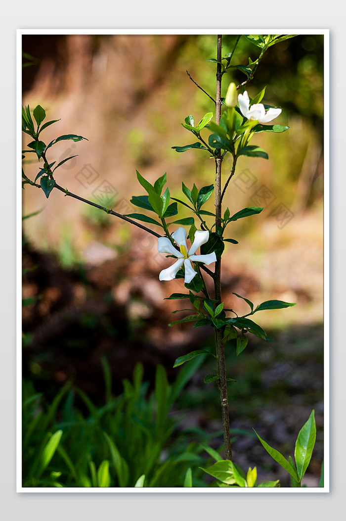 花花朵白花图片