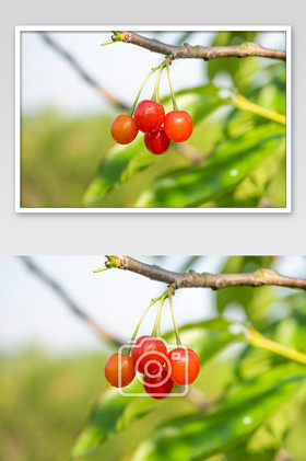 枝头上悬挂着一串红彤彤的樱桃水果