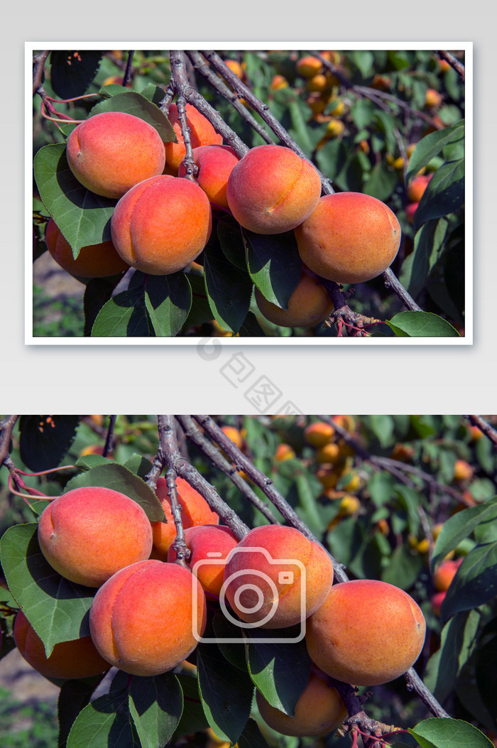 杏生长成熟摄影图片