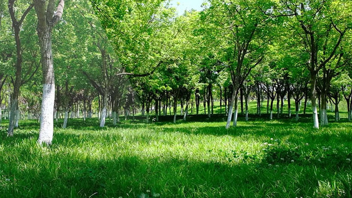 高清实拍夏季午后公园绿树成荫