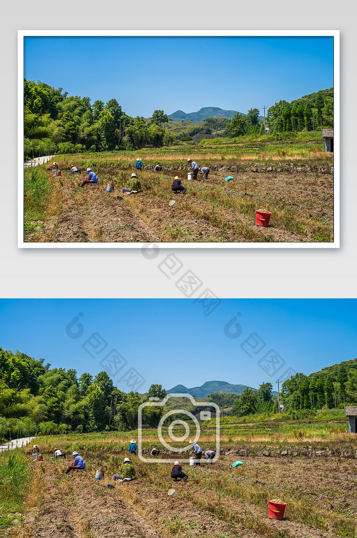 農村田間農民辛勤工作場景攝影圖