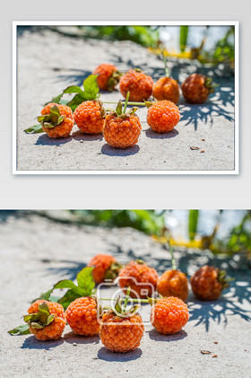 芒种树莓野果美味营养野草莓摄影图