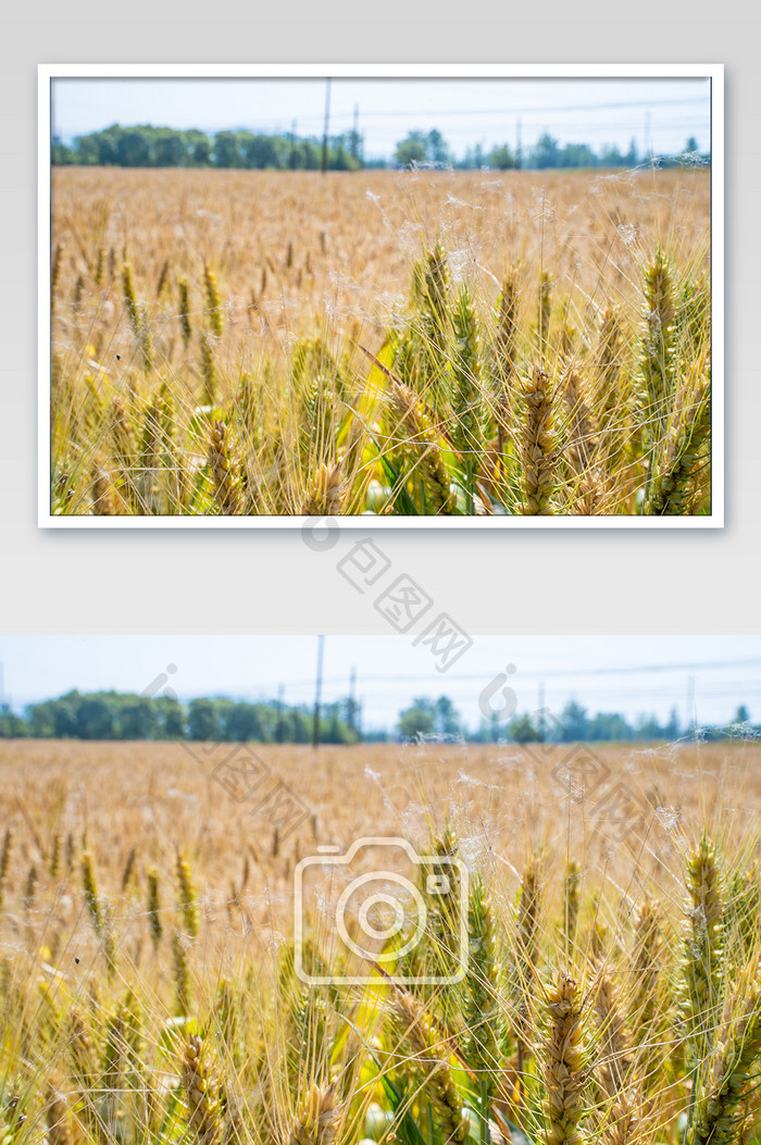 桌面芒种麦子五谷杂粮农作物丰收高清摄影图