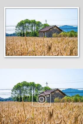 芒种小麦丰收粗粮五谷杂粮高清摄影图