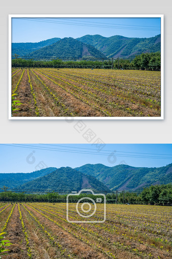 乡村田间种植芒种时节摄影图图片