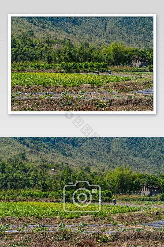 芒种田地粮食五谷农村劳作稻谷高清图图片图片