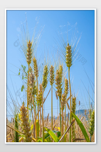 芒种田地粮食麦子五谷农村劳作大丰收摄影图图片
