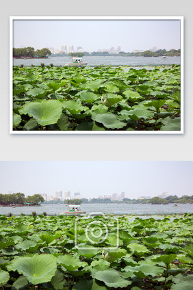 济南大明湖荷花摄影图片