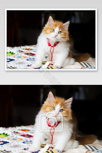 猫萌宠可爱小奶猫摄影图片