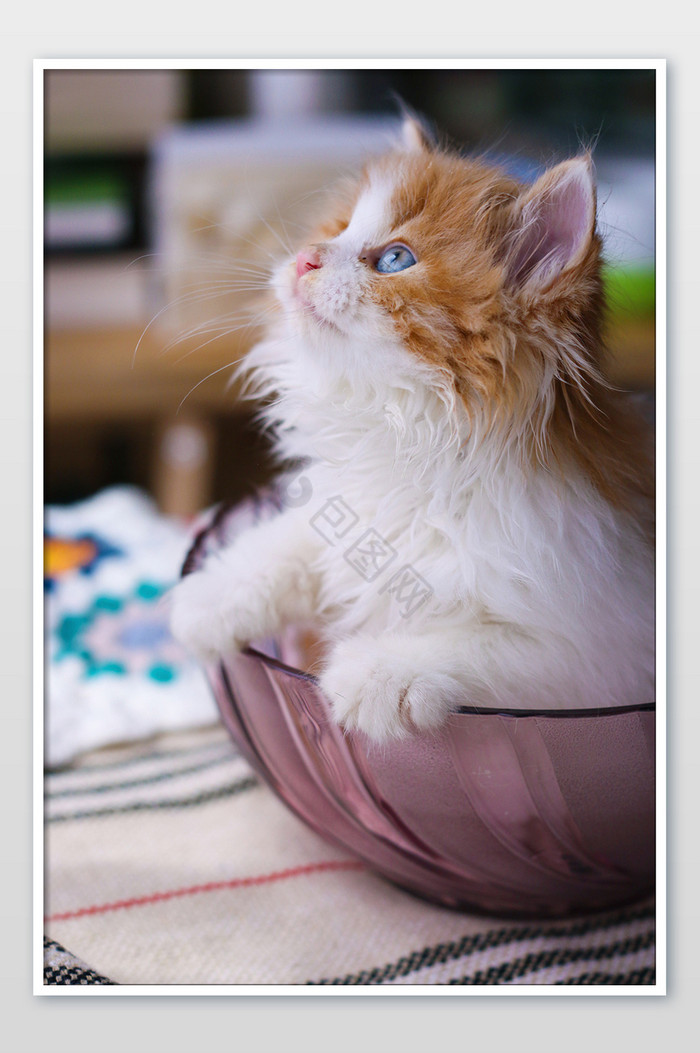 小奶猫侧脸碗里的猫橘猫摄影图片