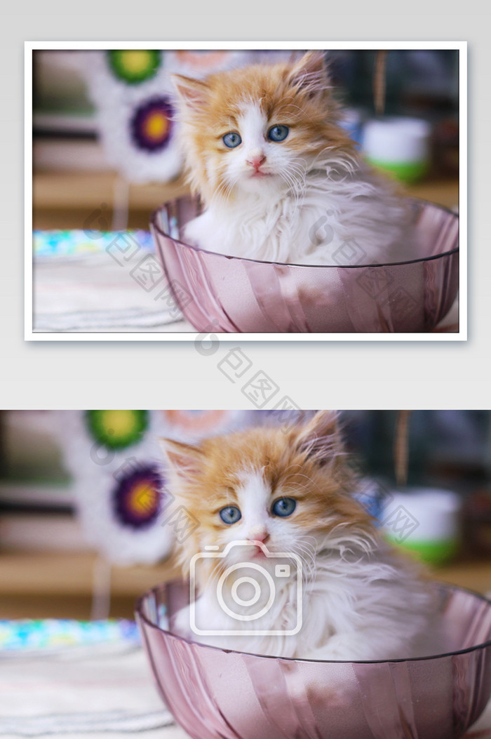 碗里的小奶猫橘猫摄影图片