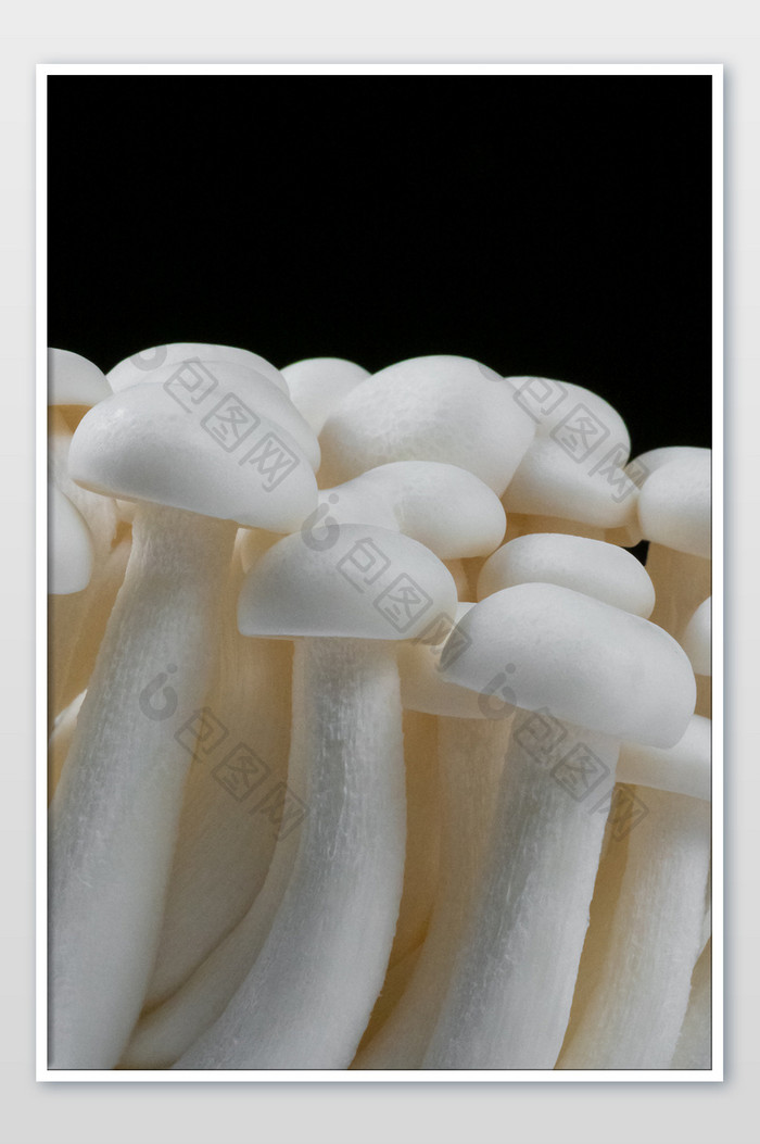 新鲜美味的白玉菇图片