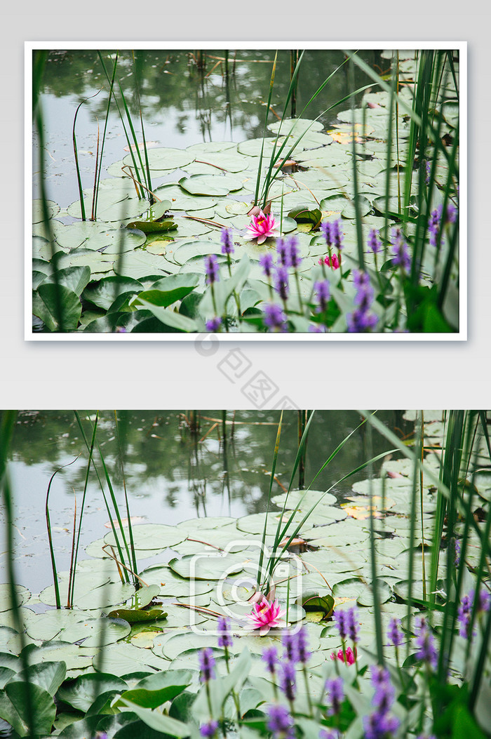 夏季池塘睡莲清新摄影图图片
