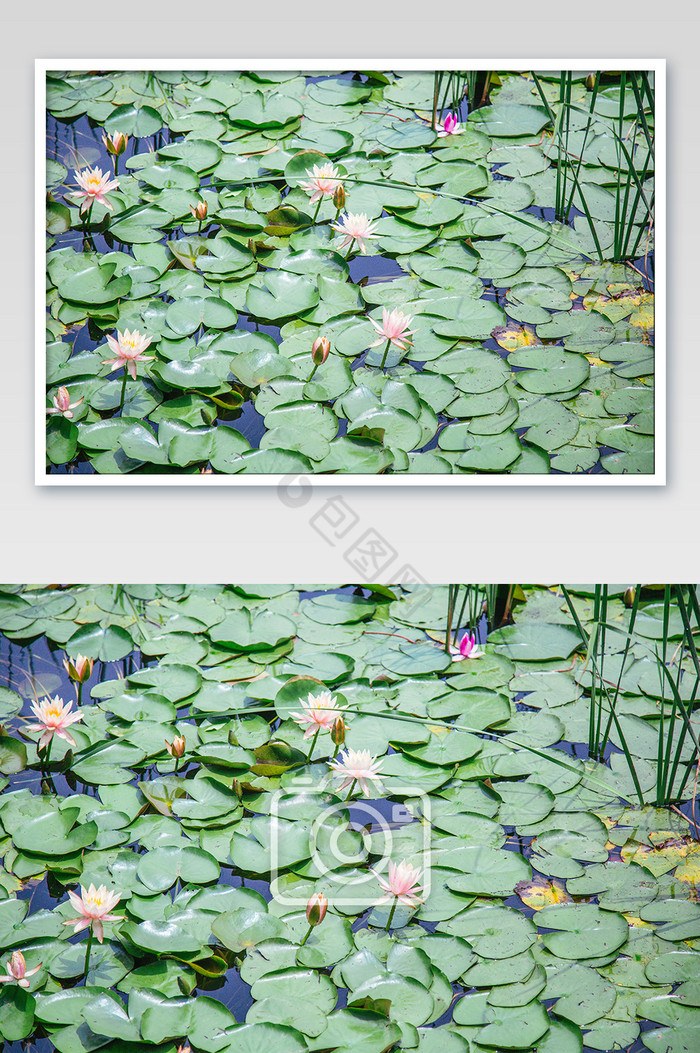 清新池塘睡莲摄影图图片