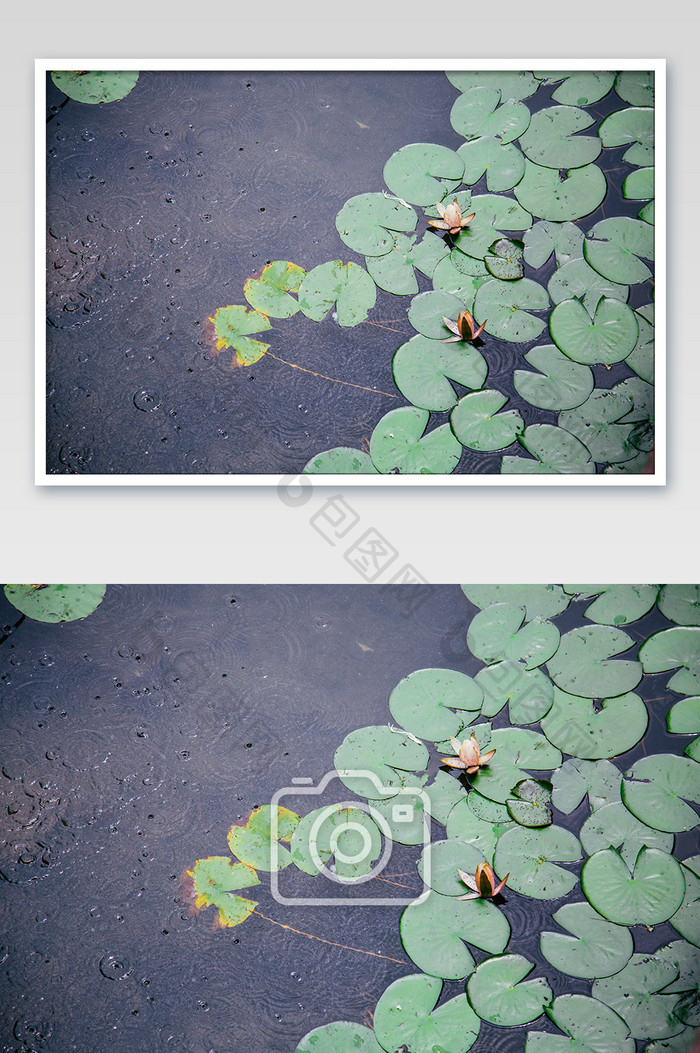 雨季池塘红色睡莲摄影图