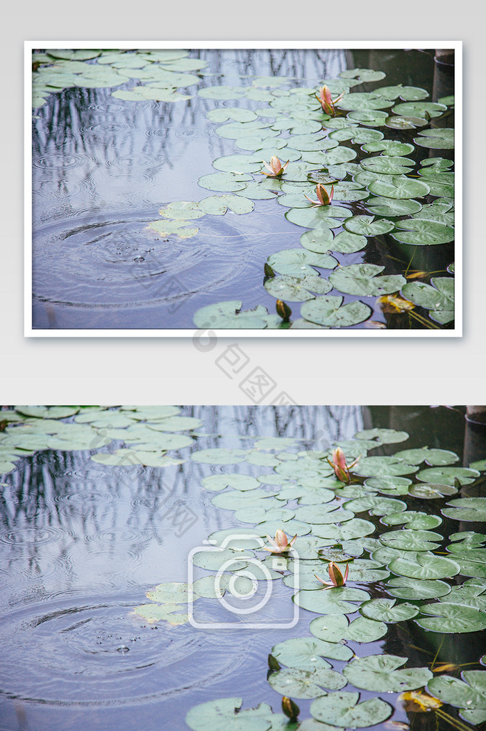 池塘清澈水面睡莲摄影图