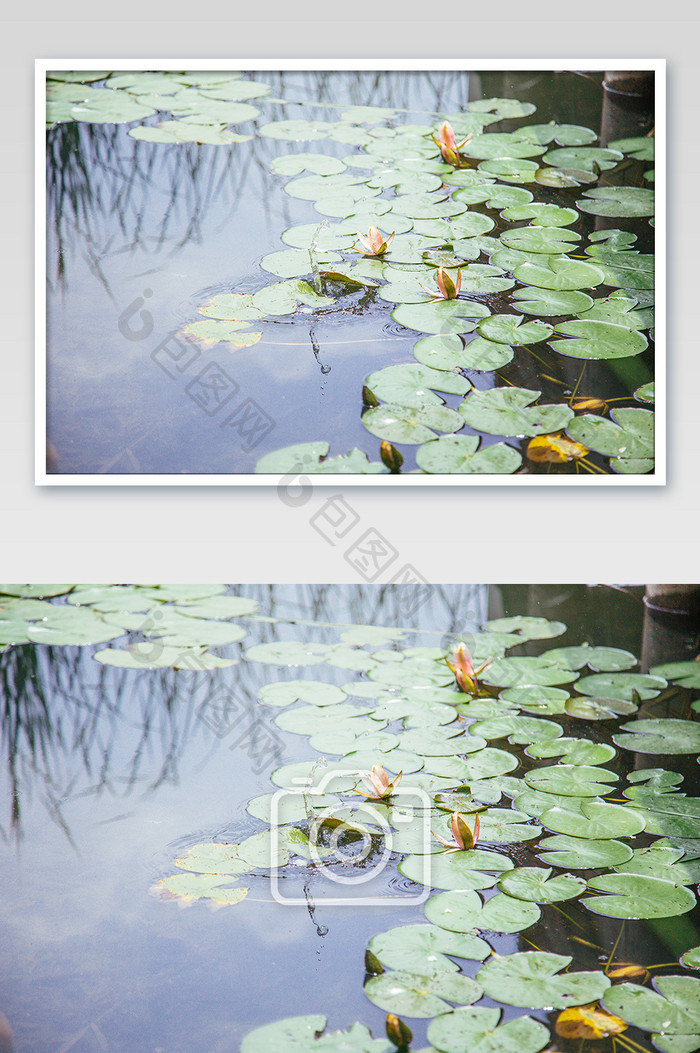 夏季清澈池塘植物摄影图