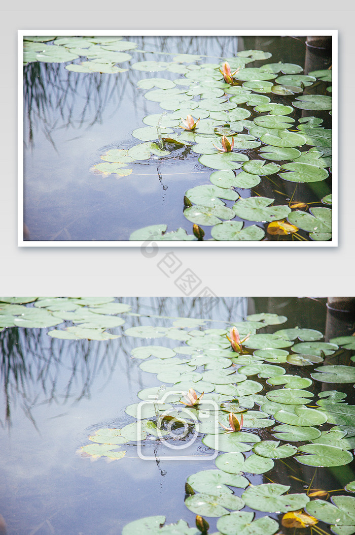夏季清澈池塘植物摄影图图片