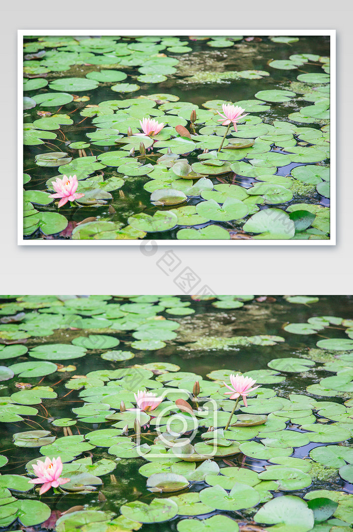 池塘荷花荷叶植物摄影图