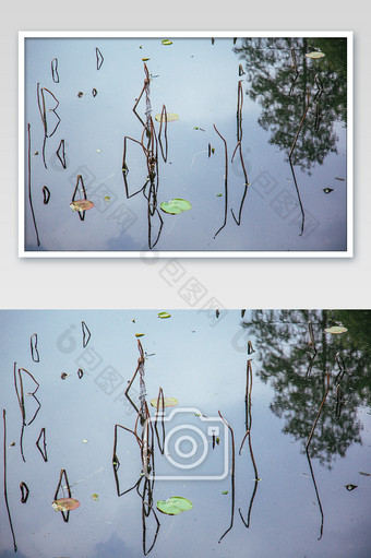 池塘残荷倒影花卉摄影图图片
