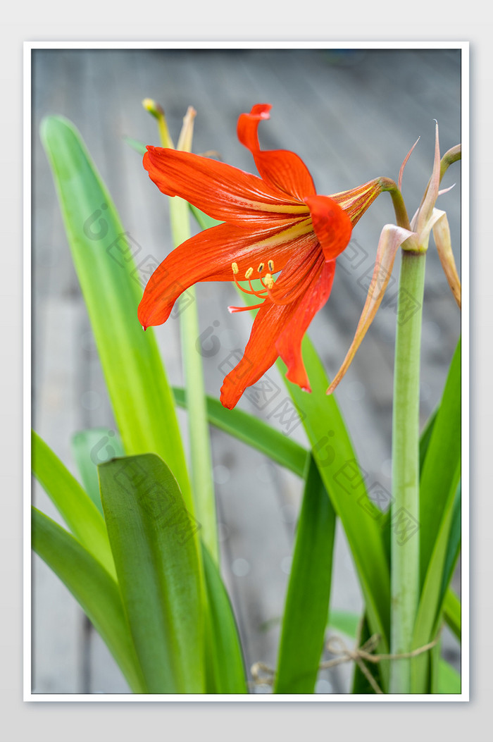 夏季花朵橘色手机背景百合花卉高清摄影图