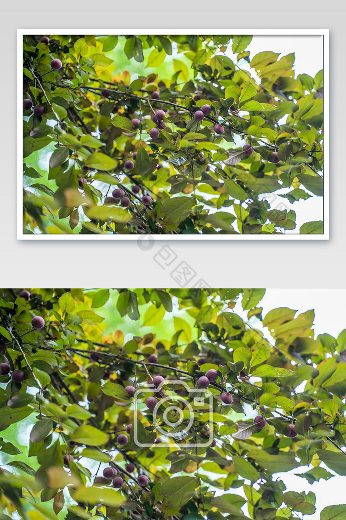 夏季李子树果树桌面水果摄影图图片图片
