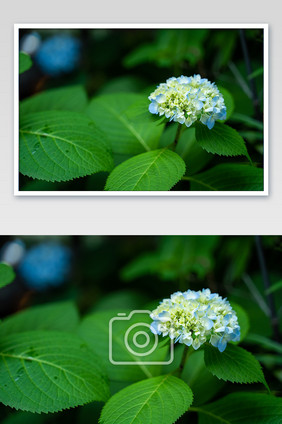 夏季绣球花木绣球八仙花花卉摄影图