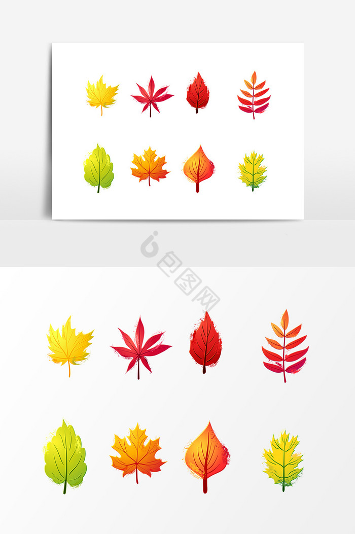 秋天多种树叶图片