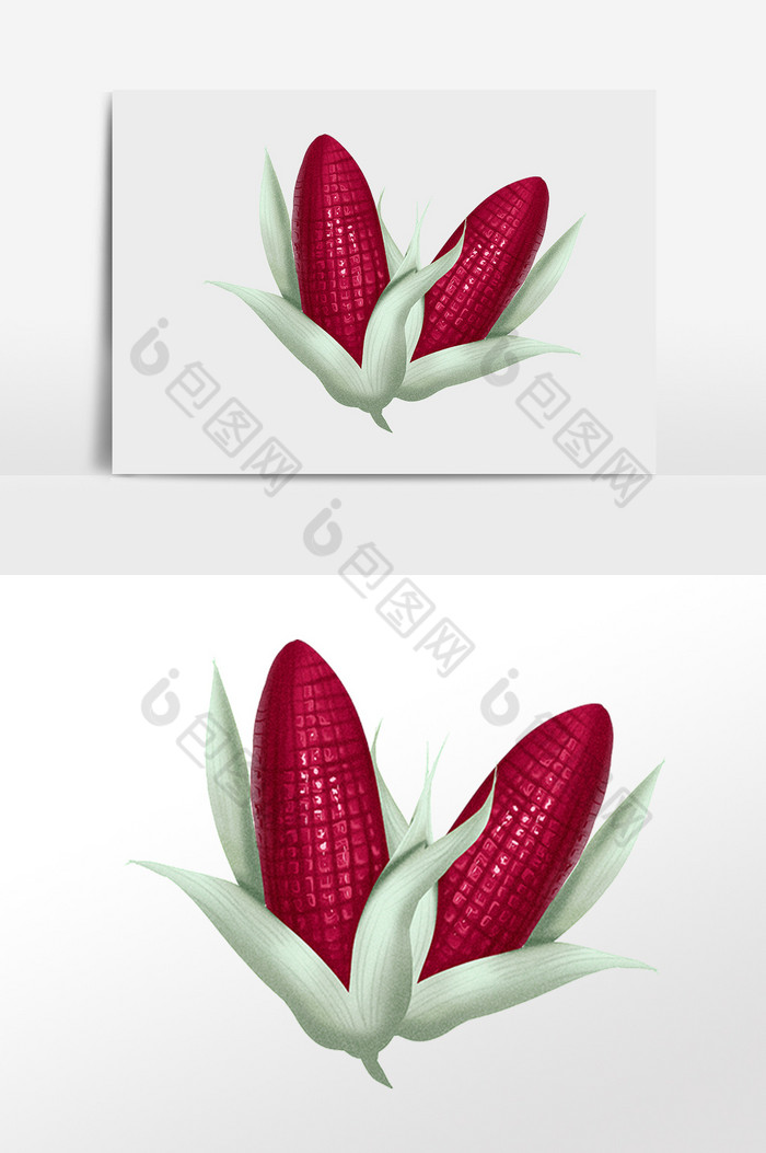 新鲜健康农作物玉米插画图片图片