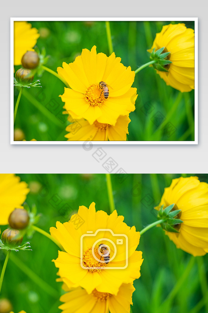 金鸡菊上一只勤劳的蜜蜂在采花蜜摄影图图片图片