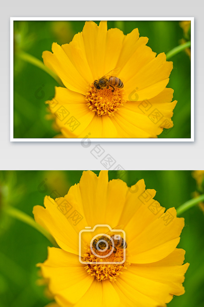 蜜蜂在一朵盛开的金鸡菊上采花蜜图片