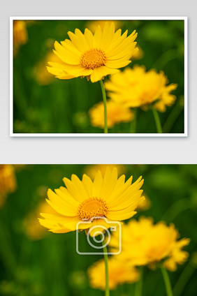 尽情盛放的黄色的金鸡菊图片摄影图